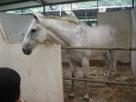 Grey horse