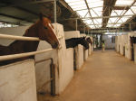 The stable